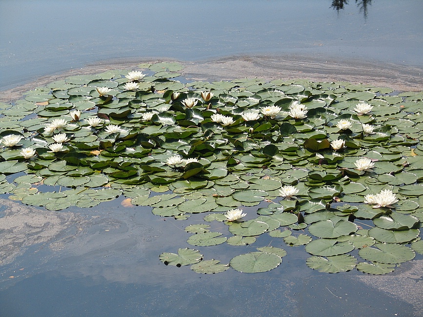 Jedlovské rybníky